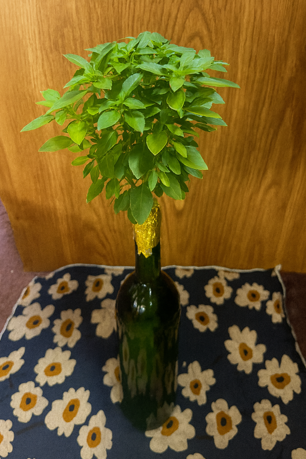 Basil Kit - Bottle Blossom