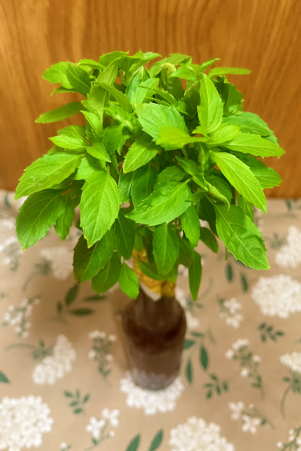 Basil Kit - Bottle Blossom