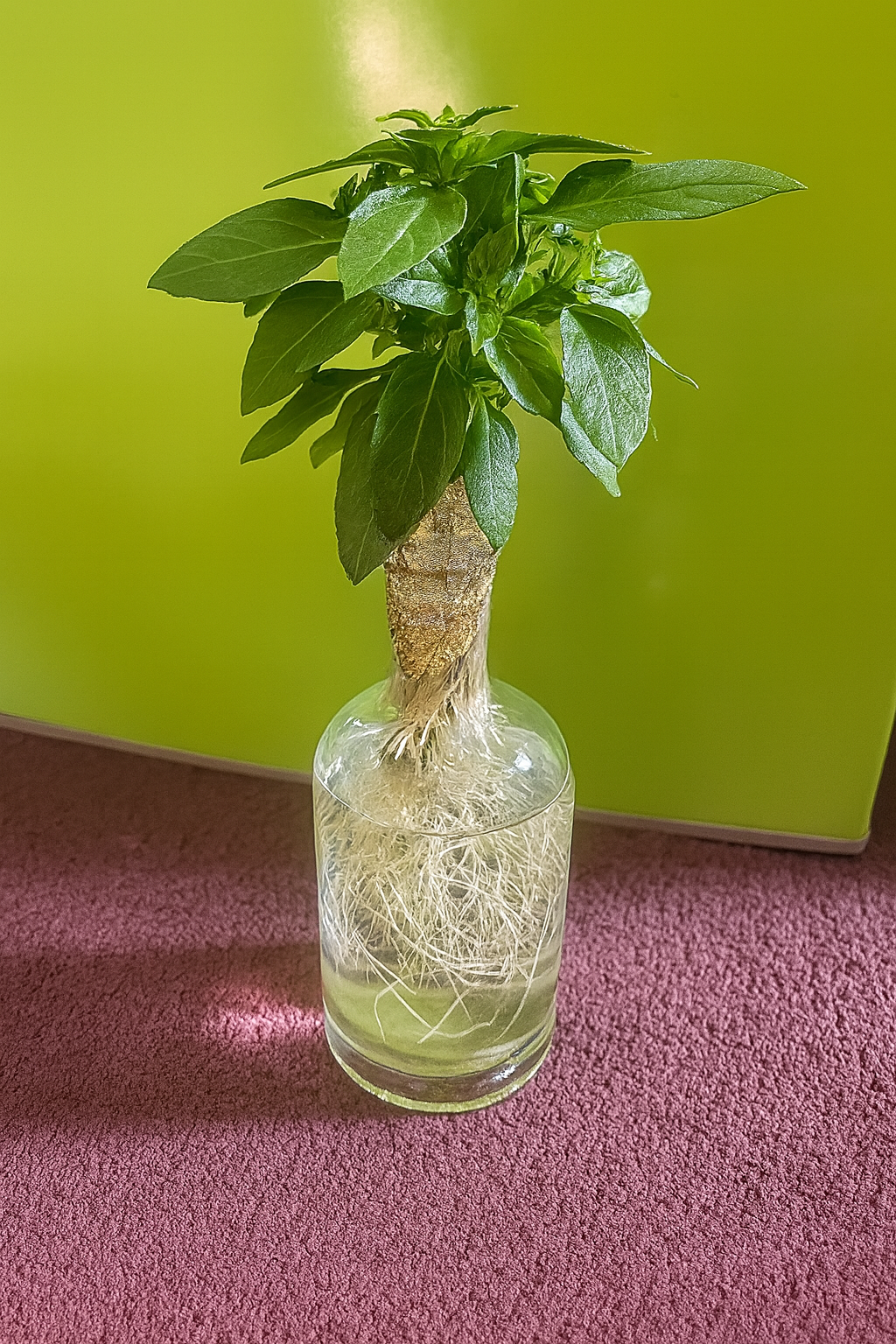 Basil Kit - Bottle Blossom